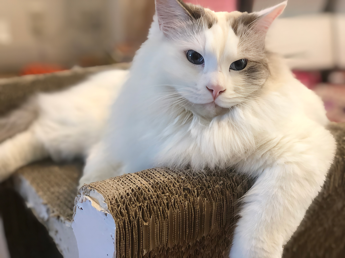 「もっと早く買えばよかった」「毎月交換してたのが嘘のよう」口コミ集まる猫の爪とぎを、大型猫が3カ月使ったら……【nyans 爪とぎレビュー】　（1/3） | 猫 ねとらぼ