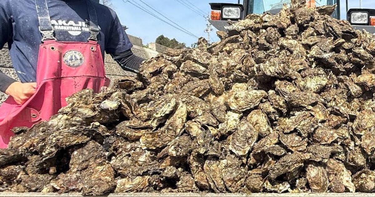 カキ5トンの注文が入るも“音信不通”で全て廃棄することに→1カ月後…… まさかの光景に「すげえ」「捨てる神あれば拾う神あり」 | ライフスタイル ねとらぼ
