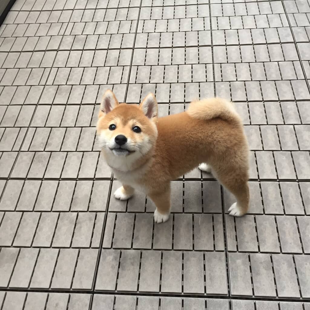 約10年前、生後3カ月くらいのハルちゃん