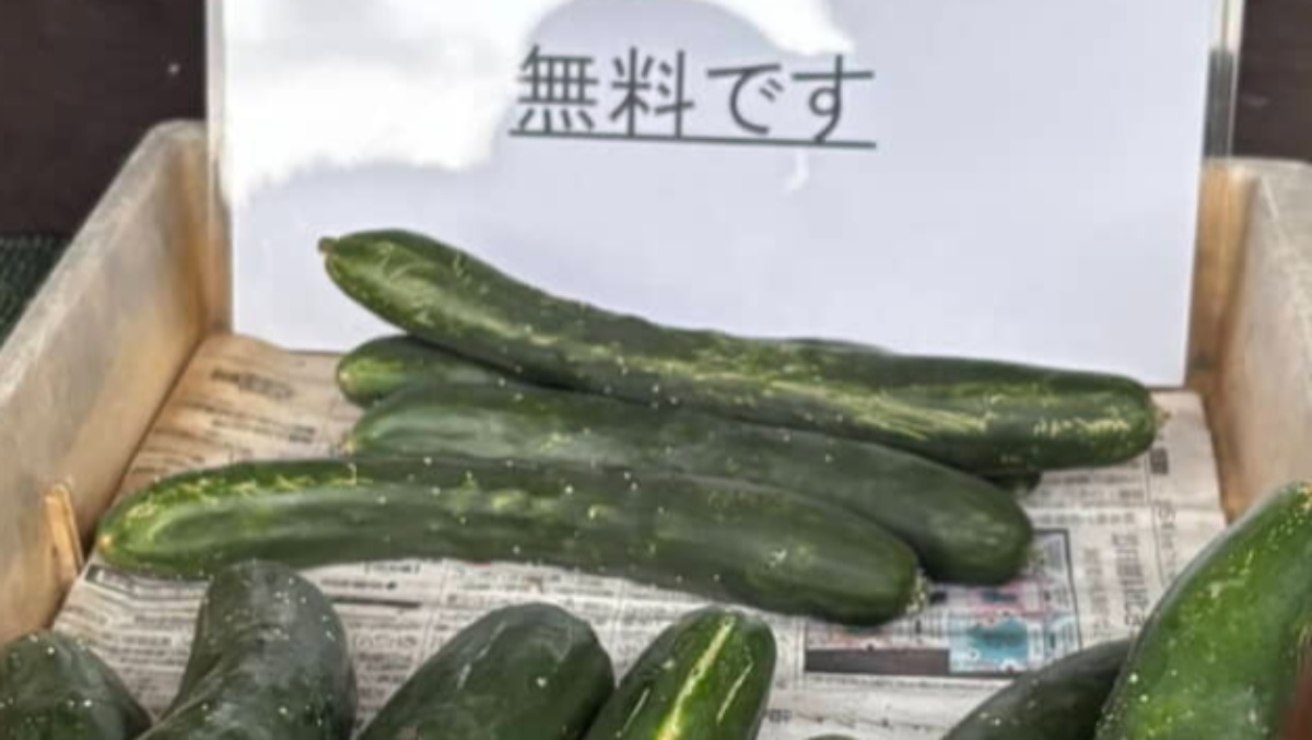 「無料です」と書かれたきゅうりを持ち帰り→翌朝…… 予想外の展開に「優しい世界」「こういうの泣いちゃう」(1/3) | ライフスタイル ねとらぼ