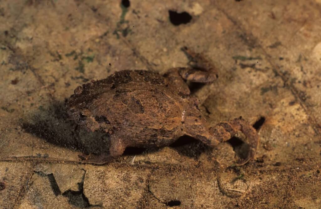 Rhombophryne maraorao