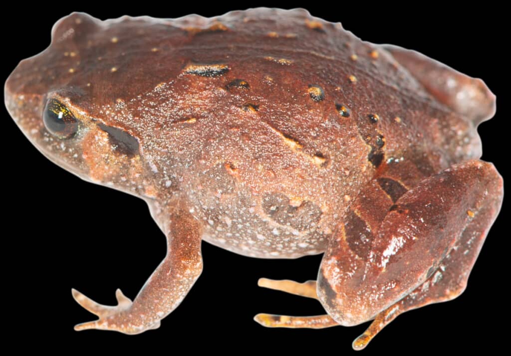 Rhombophryne mavokely