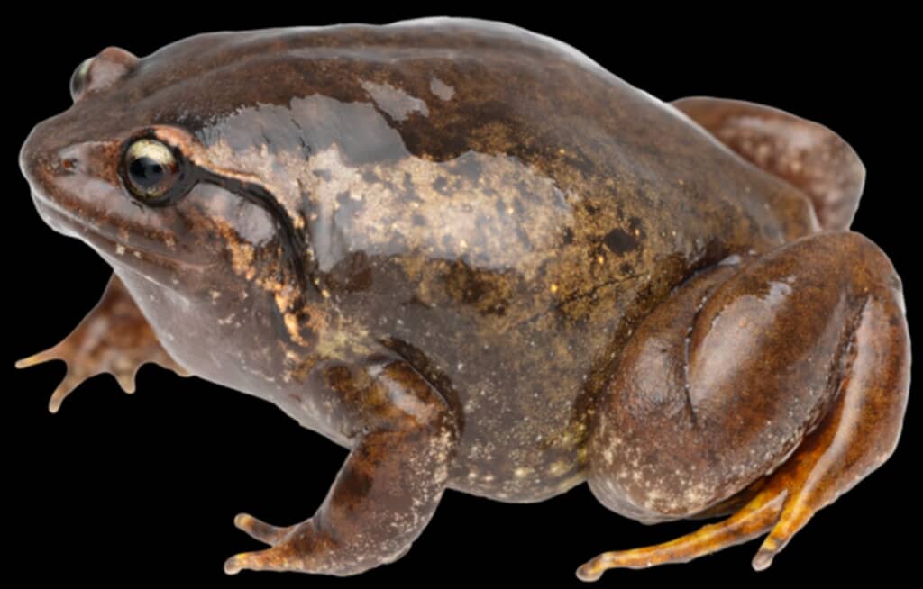 Rhombophryne kotrobaratra