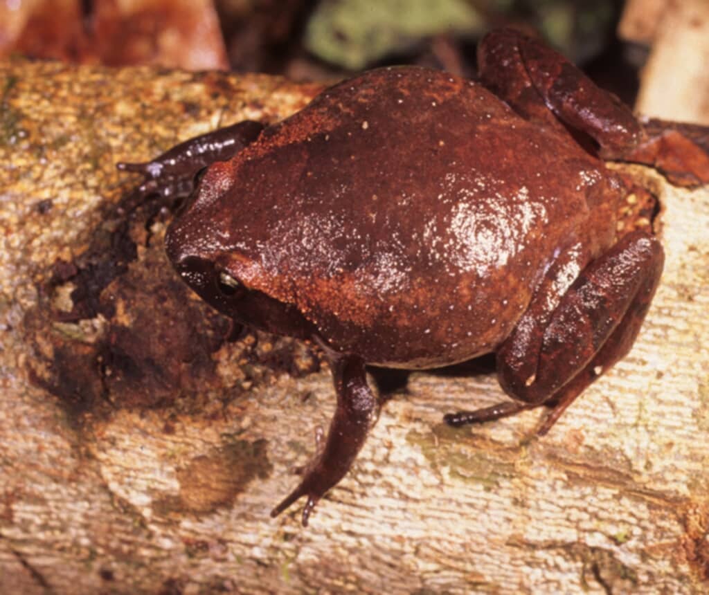 Rhombophryne sonaliae