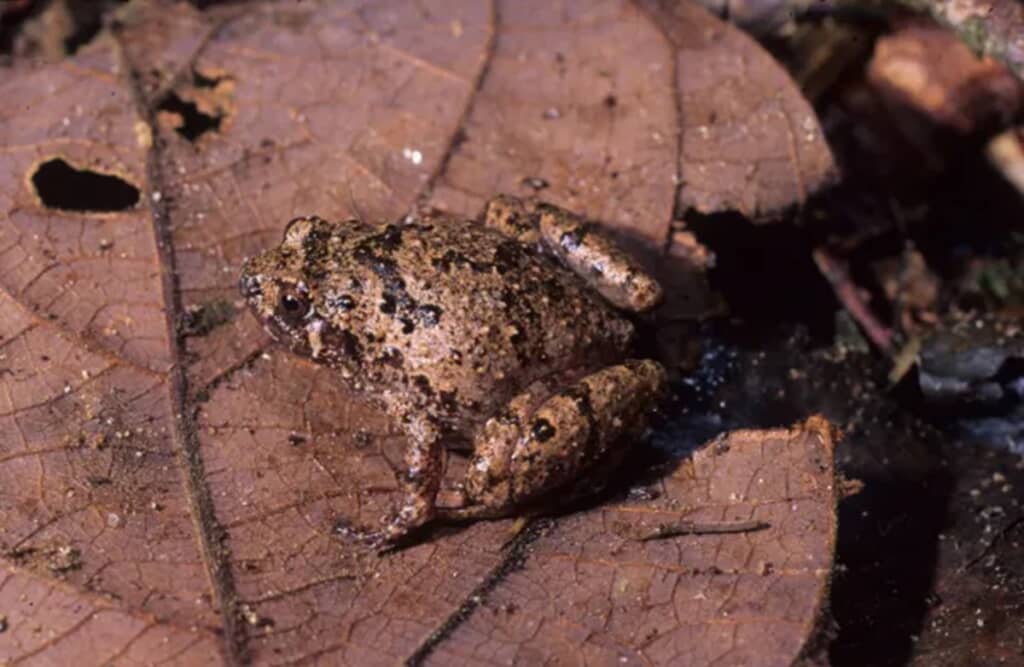 Rhombophryne anatiala