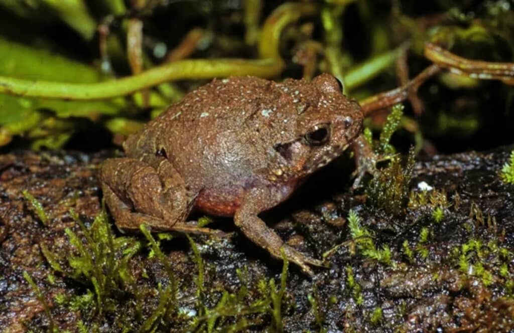 Rhombophryne quentini
