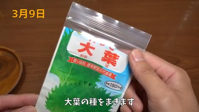 大葉を育てる