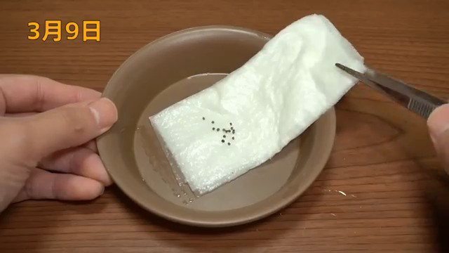 キッチンペーパーに乗せる
