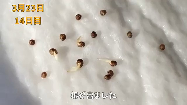 2週間で根が出た