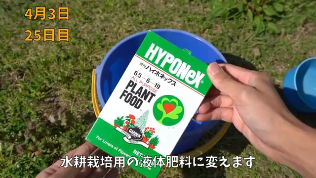 液体肥料を混ぜた水に変更