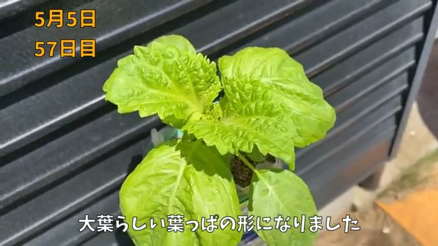 大きく成長してきた