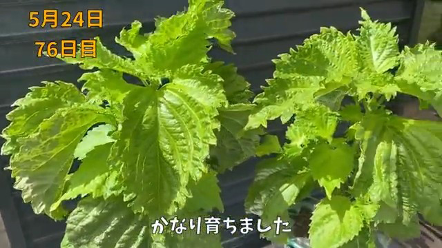 立派な大葉がたくさん