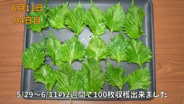 少なくとも100枚を収穫
