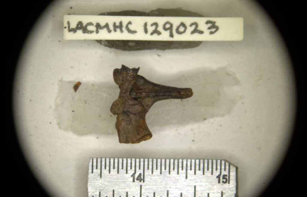 30年近くも調査されず博物館にあった小さなカエルの骨