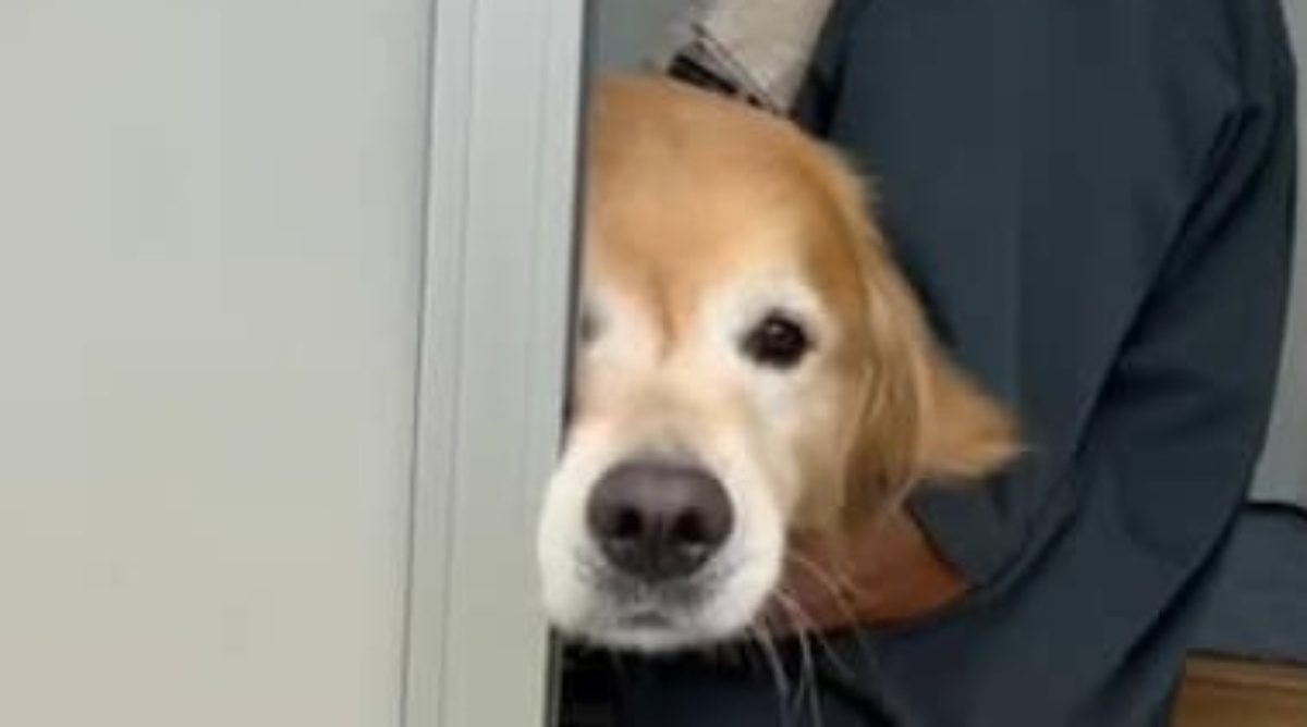 モジャモジャな愛犬を「ラブラドールにしてください」→2時間後…… 「うわぁ~」飼い主、驚きの変身に「予想以上にバッサリ」「惚れてまうやろ」(1/3) | 犬 ねとらぼ