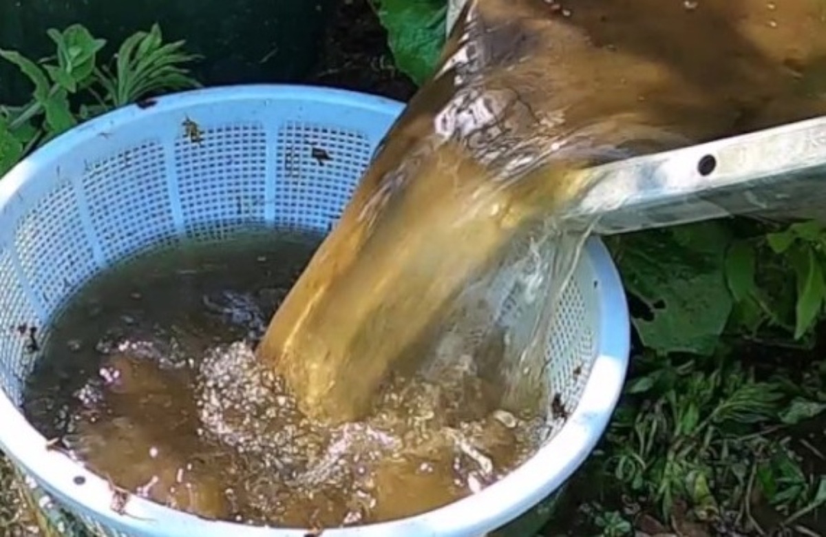 フナの稚魚をタライから取り出したら→「エッ、何が起きたんだ？」　中から出てきた“奇妙な生物”に「空から降ってきたのか」「不思議」（1/3） | その他生き物 ねとらぼ