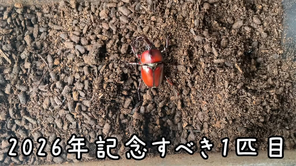 2026年の1匹目、赤色が美しいオスの個体です