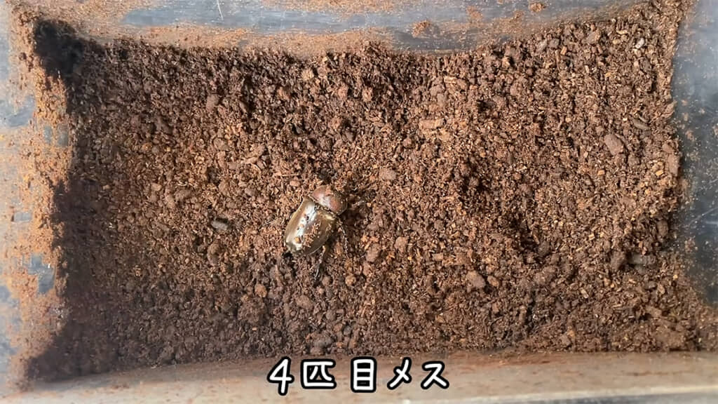 4匹目、5匹目とメスが続きました