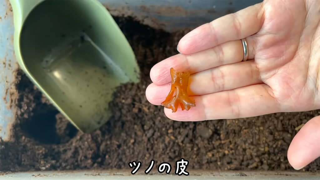 ツノの形がわかる皮