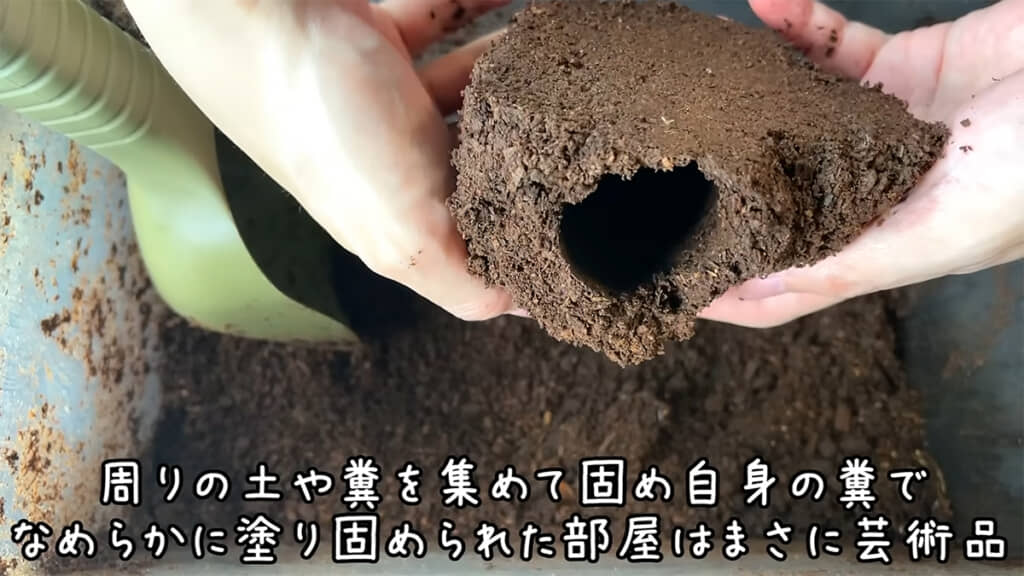 幼虫が自ら作った蛹室