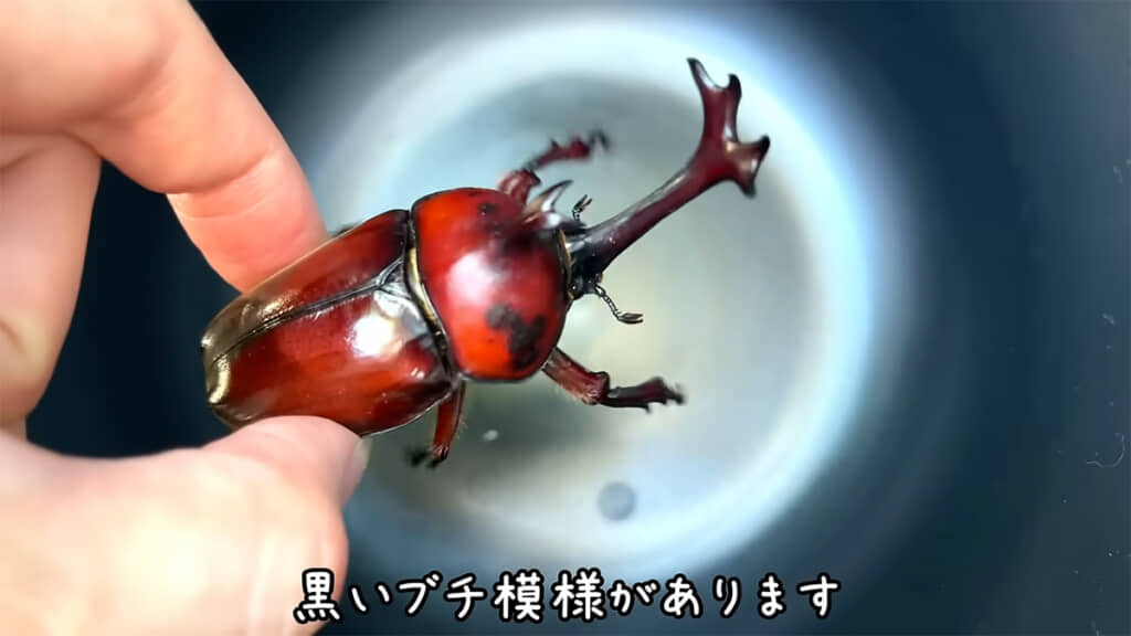 黒いブチ模様が入ったオスもいました