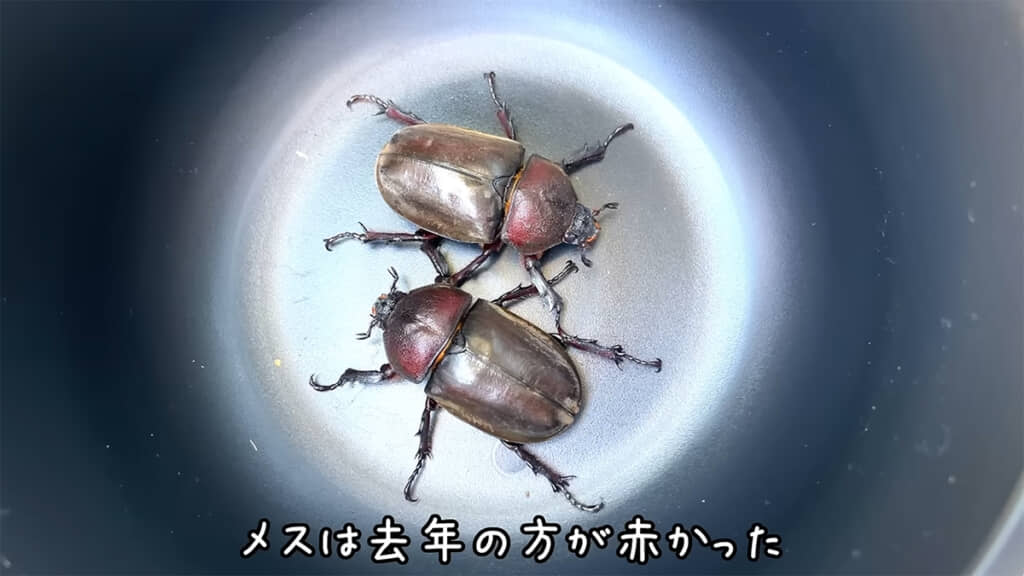 メスは少々赤さが控えめでした