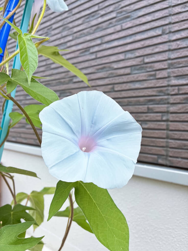 淡い青みホワイトとピンクのアサガオ