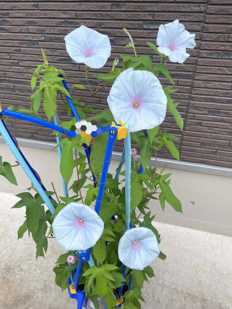 来年も咲きますように