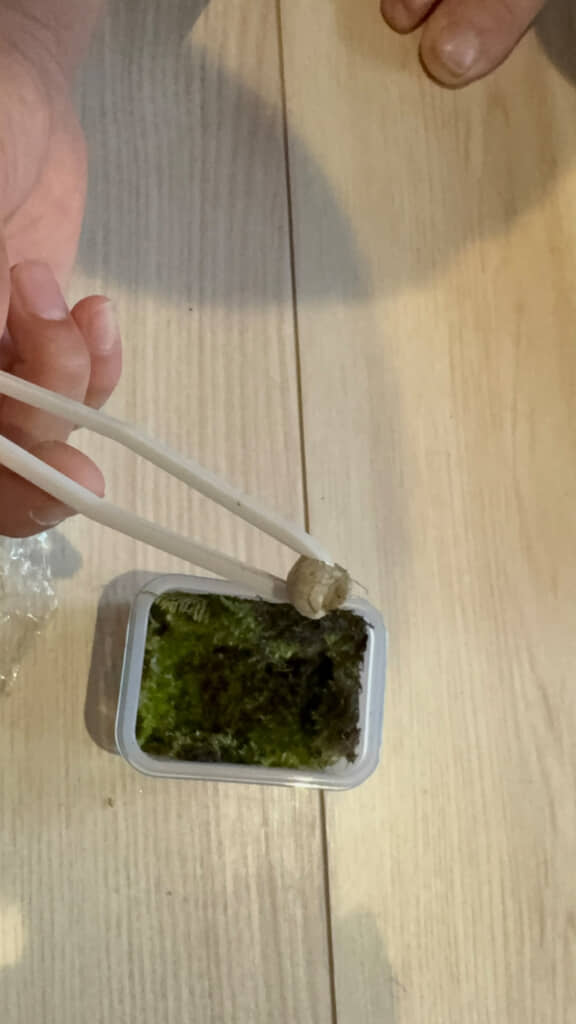 気づいたら孵化してどこかへ消えてしまいました