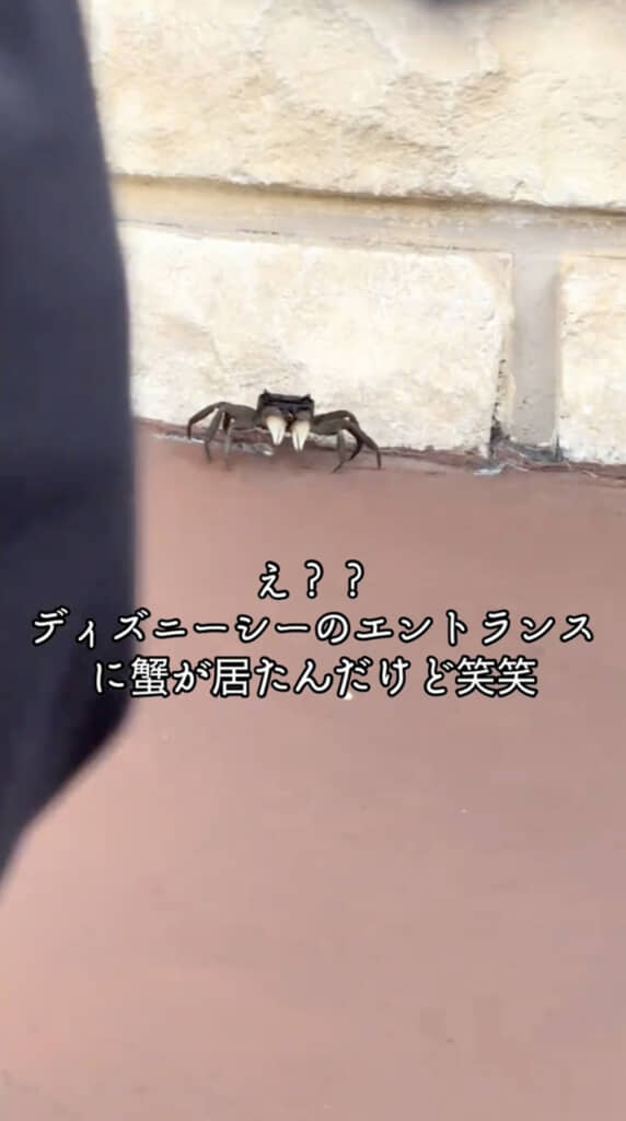 カニがいる!?