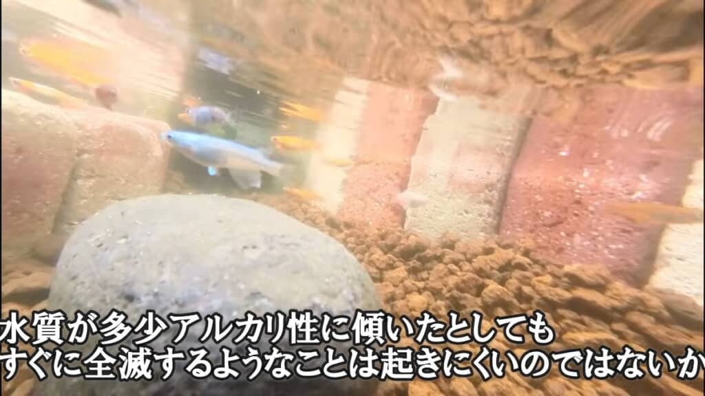 仮説を立て、レンガを使ったビオトープでメダカを飼育していきます
