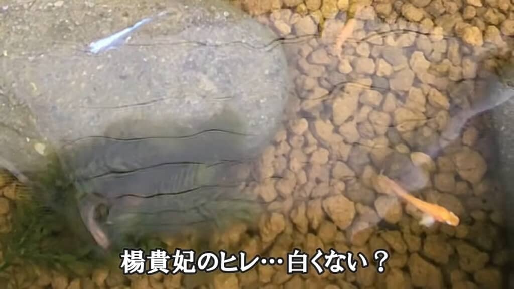 ヒレに白いもやがかかった個体を発見