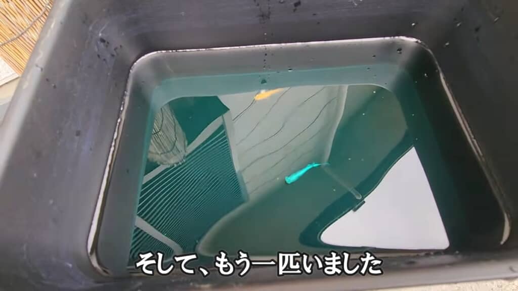 水カビ病にかかっているようで、別のケースに移して治療を開始しました