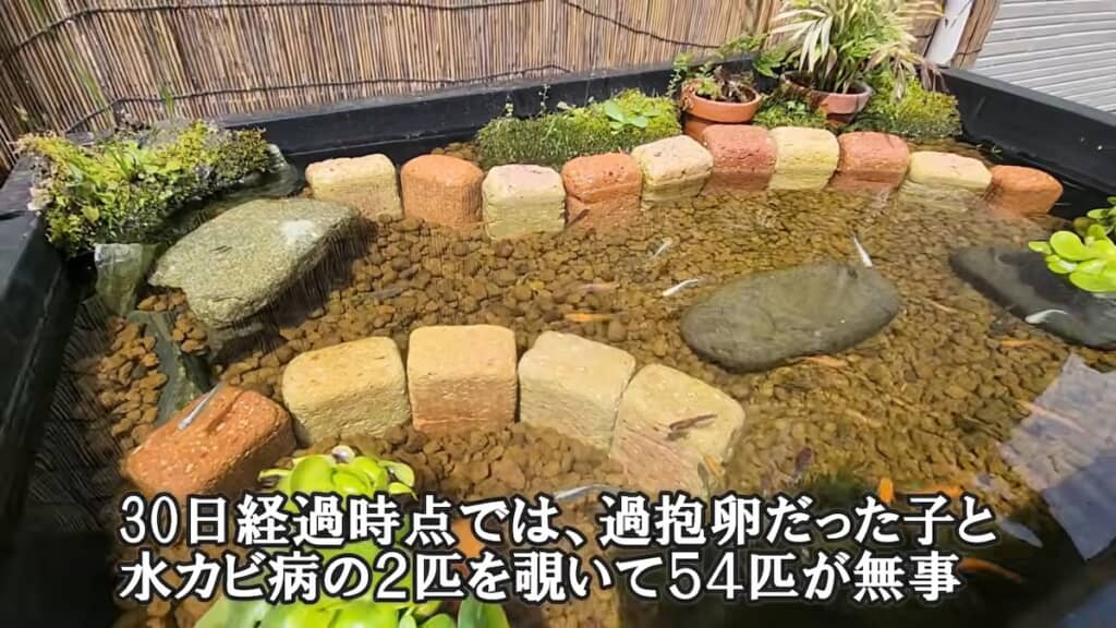 1カ月経過時点で、大多数のメダカは無事であるもよう
