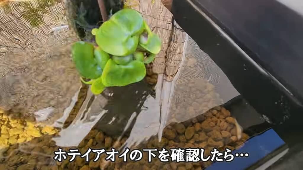 水草の下に1匹のメダカが沈んでいました