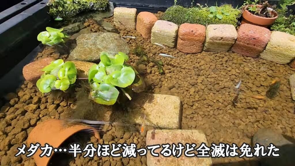 アライグマがビオトープに襲来……。メダカも半分ほど減ってしまいました