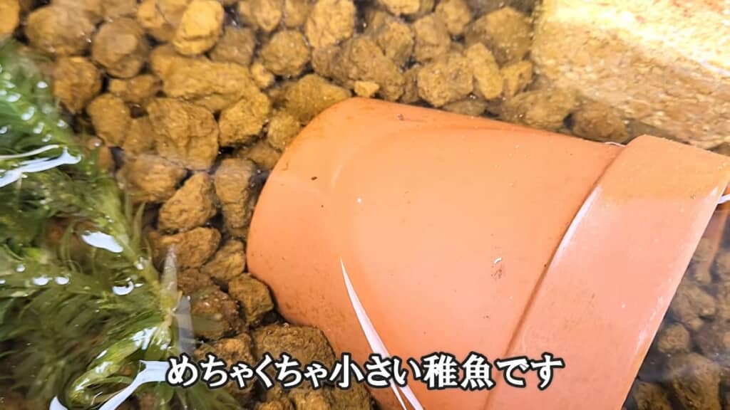 放置されたビオトープに稚魚を発見！