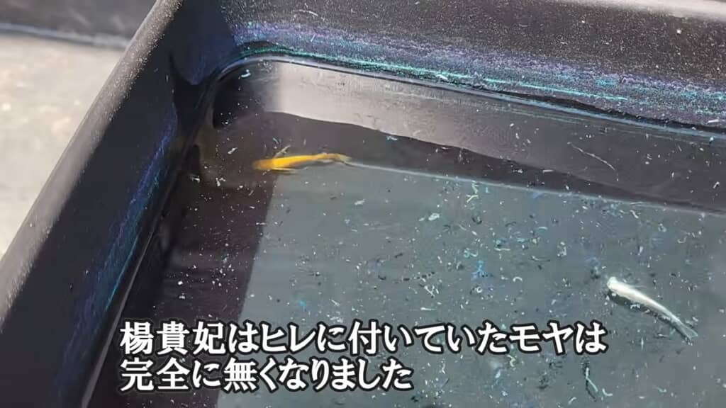 水カビ病にかかったメダカも回復に向かっているようです