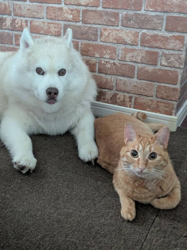 猫と足の長さが一緒？