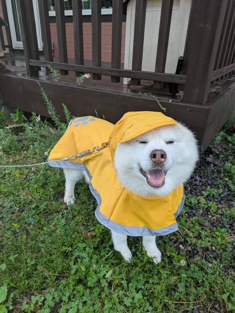 雨の日のお散歩