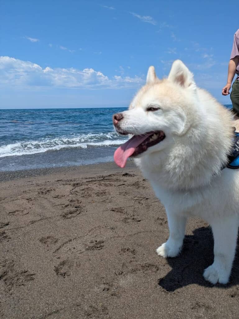大きな水たまりを見に行きました
