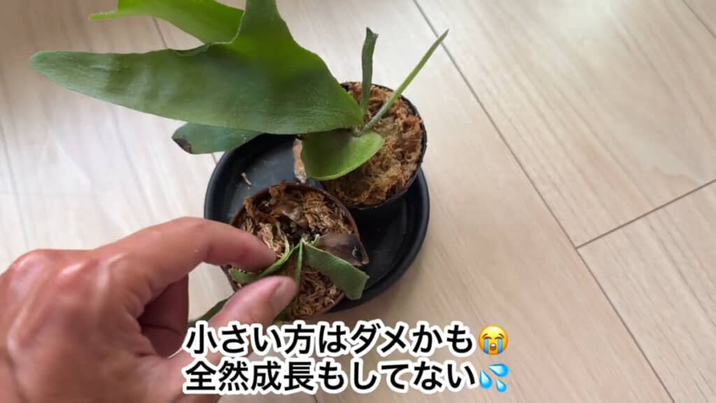 もともと小さい2株ということもあって成長は控えめ（片方は弱っている？）様子でした