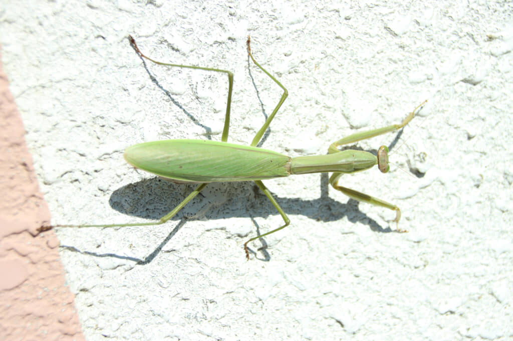 カマキリのイメージ