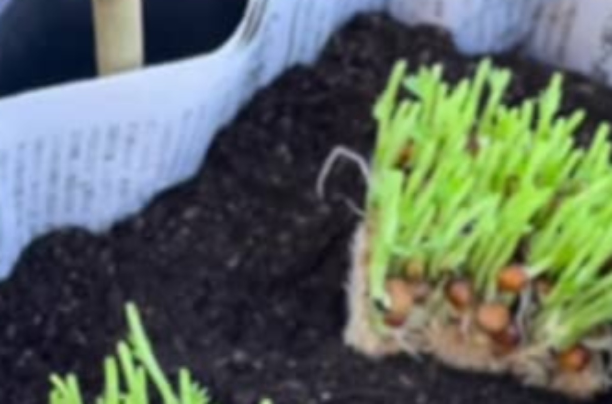 新聞紙をパタパタ折って、中に豆苗を植えたら……「えー!」 2カ月後、目を疑う光景に「絶対にやってみます」(1/2) | IT・科学 ねとらぼ