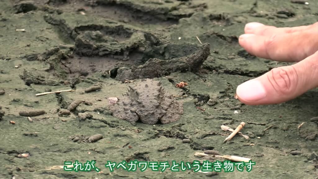 絶滅危惧種IA類に指定されているヤベガワモチ