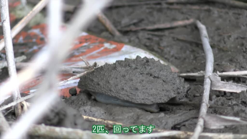 絶滅危惧種IA類に指定されているヤベガワモチの繁殖行動