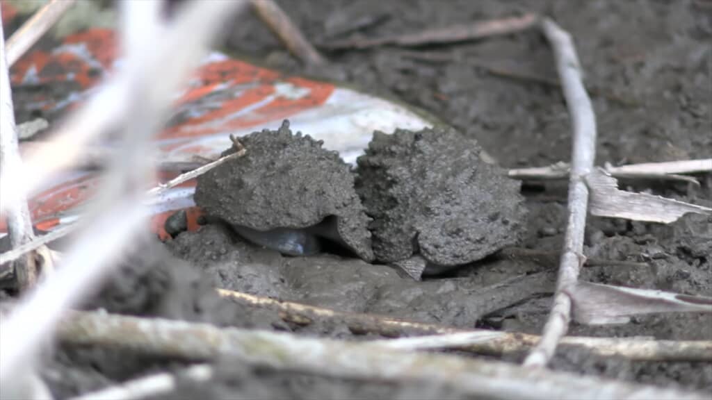 絶滅危惧種IA類に指定されているヤベガワモチの繁殖行動