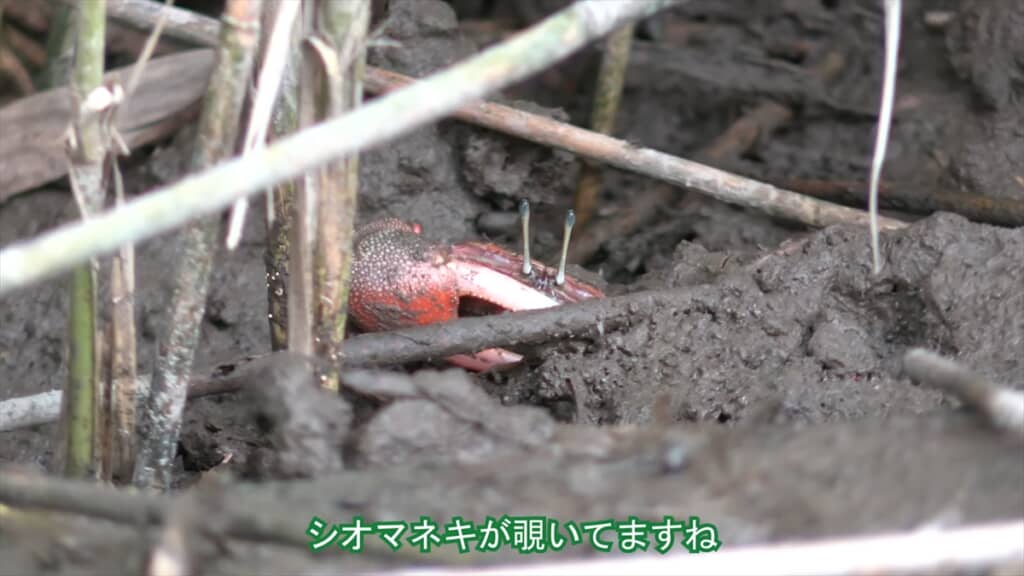 シオマネキ