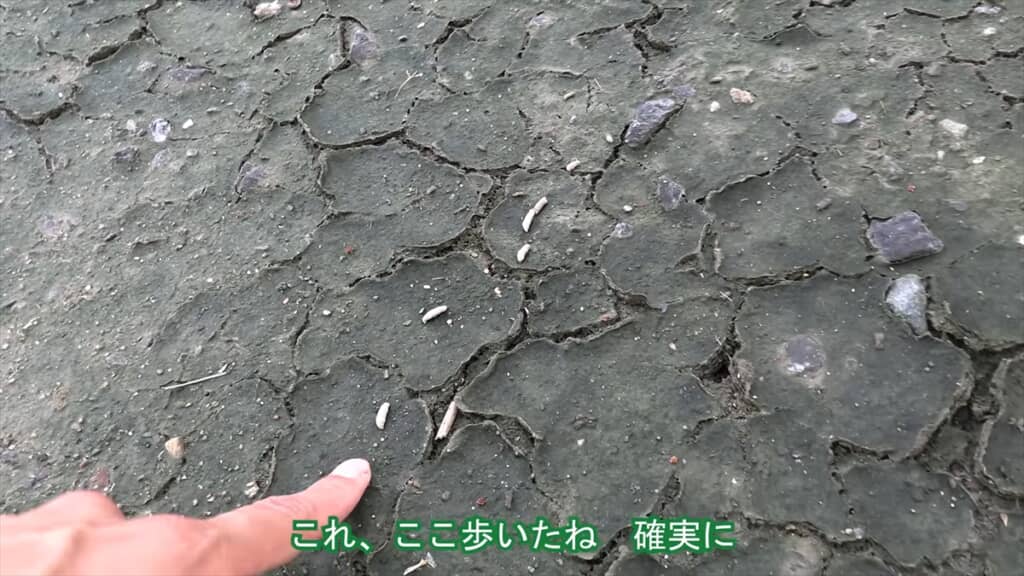 絶滅危惧種IA類に指定されているヤベガワモチ