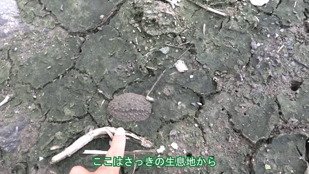 絶滅危惧種IA類に指定されているヤベガワモチ